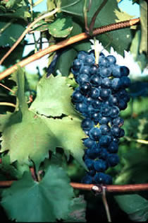 Layton's Chance Winery & Vineyard - Chambourcin
