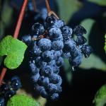 Layton's Chance Winery & Vineyard - Norton