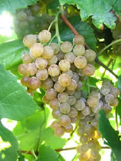 Layton's Chance Winery & Vineyard - Traminette