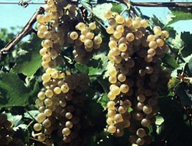Layton's Chance Winery & Vineyard - Vidal Blanc