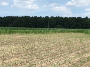 Corn after rain