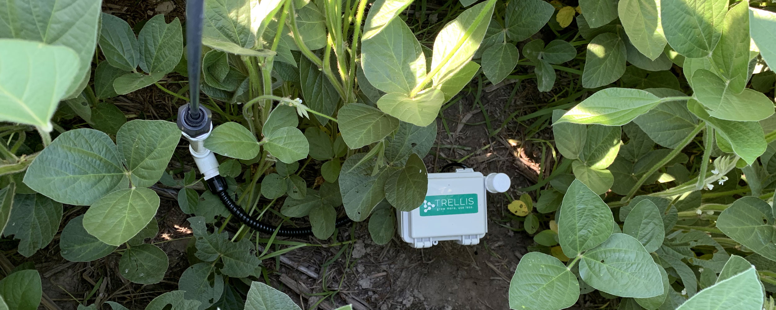 Moisture Probe in the ground. - Pivoting our irrigation system.