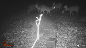 Wildlife Camera